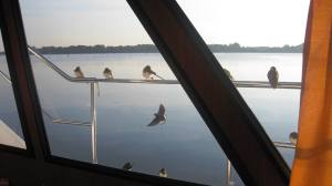 Birds land on boat moored - maybe they are telling us to hurry up and go home before winter!