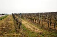 Vines going by the side of the road