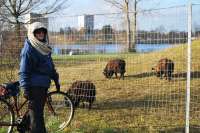 A well wrapped up Nuala and the wooly sheep - also as well protected against the cold